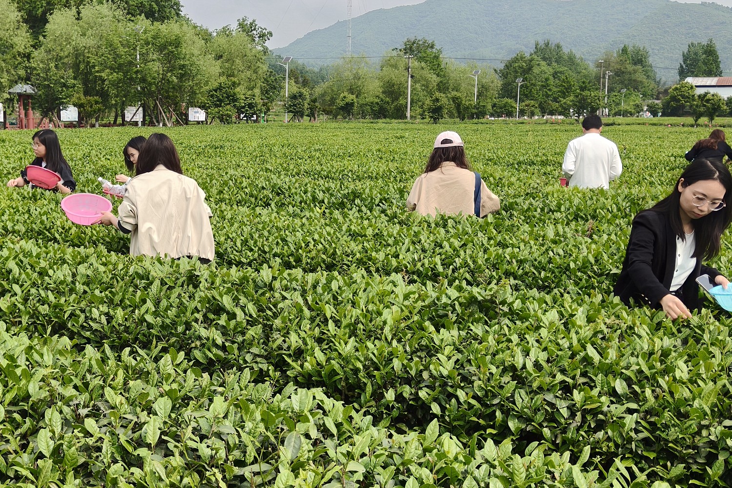 青春茶_副本.jpg